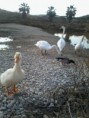 /album/fotogaleria-patito/a2012-03-09-17-30-43-jpg/